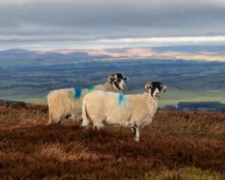 Mutton has earned itself an unfair reputation. For centuries it was simply the meat we ate. Lamb is, in many ways, the modern preference, made possible by refrigeration and global trade. Before that shift, it would have made little sense to slaughter an animal before it had lived fully and bred. Sheep were kept for wool and continuity, and when their working life was complete, they became mutton.

It was part of a cycle. Practical and sustaining. What changed was not the meat, but our habits.

Yet not all mutton is equal. Age alone does not create depth. Mutton reflects the life it has lived. When sheep are kept longer and allowed to graze widely on varied forage, moorland grasses and herbal leys, time and terrain build complexity into the muscle and fat.

That is the mutton we favour and source. Darker, firmer and deeper in flavour, shaped by prolonged grazing on moorland such as this, just outside Skipton.

There was once a rhythm between wool on our backs and mutton on our tables. Perhaps that rhythm still makes sense.