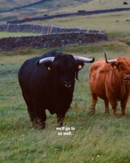 A prize bull is an intimidating thing to see up close. It is also, in its way, awe inspiring.
We recently took the team from @bavettebistro in Leeds, headed by @sandy_jarvis, up to meet one of the most prized Highland herds in the country at @andylambertfarmer.
There is a particular kind of patience that cannot be hurried along by anyone’s convenience, least of all ours. Swaledale beef carries that patience in it. The cattle are given the time they need, nothing more urgent than the season allows, and that unhurried pace is not an inconvenience but the whole point. Years of quiet, careful work go into each animal, not simply to raise it well, but to leave the breed better than it was found.
It is easy for chefs, buried in the daily grind of running a business, to lose sight of where their ingredients actually come from. Trips like this bring it back into focus. We work hard for consistency, but we also work with real cattle, real landscapes, and real farmers, and that means every animal comes with its own shape and character. We work with chefs who understand this. Real produce was never meant to be cylindrical, never perfect on demand. The stuff that always looks the same is usually claiming to be something it isn’t.
Stand next to a bull like that and you understand what none of this can be rushed.