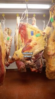 We love yellow fat. Do you?
This is an old Dexter. You do not see beef like this every day. When one comes in, we get a little excited.