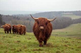 On a recent trip down to London we spent time in some very good kitchens, talking to serious chefs, and the conversation kept returning to farming. Not trends or noise, but where the beef is truly coming from.
We kept bringing up the work at the Harewood House estate.
It is a project we intend to give real focus to this year, because what has been achieved there, and what continues to develop, deserves attention. On a recent visit we walked the fields with Ellen, spending time with the Highlands that many walkers know from the estate’s mires, quietly becoming unlikely stars of TikTok. Beautiful cattle, carefully and thoughtfully managed.
They have been fully outwintered and fed only on pasture. Stock levels are low, grazing is controlled, and the result is clear in their condition.
This beef is now heading into some of the most loved kitchens in the country and the response is and feedback is very good.
A short film will follow, but for now it is worth recognising the work. We look forward to sharing more from Harewood in the months ahead.