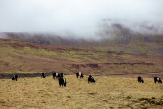 Much of the beef on tables and in kitchens at this time of year comes from Bill Whittaker’s herd of Belted Galloway cattle.
They graze land in the shadow of Ingleborough, feeding on diverse forage shaped by limestone ground. It is land that suits the cattle, and cattle that suit the land.
We usually receive Bill’s beef once a year, when it is ready. It is always a good moment when it arrives. Beef like this cannot be rushed. It follows the season.
This is the way we like to work. Smaller farms, running the right cattle on the right ground, producing beef that fits the rhythm of the year.
As we head into the new year, we are always keen to hear from other farmers working with native breeds, regenerative systems, and properly pasture-fed livestock. If that sounds like you, and you have something coming through, do get in touch.