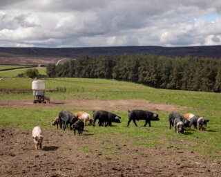 A recent visit to see Ed Stavely’s pigs on the Swinton Estate, where a landscape not traditionally associated with pig keeping is slowly being reshaped through careful management and a willingness to do things a little differently.

The pigs are largely native breeds, often crossed with Duroc to help them fare better through the long Yorkshire winters and the exposed conditions up on the estate. Hardy, slow-growing animals that seem to suit both the land and the philosophy behind the system.

They are part of a wider effort to restore ground that had, in places, drifted too far from balance. Their rooting clears rougher areas, disturbs the soil naturally and creates opportunities for new herbal lays, healthier pasture and eventually species-rich hay meadows to return.

There are certainly easier places to rear pigs, but it is difficult not to admire the determination to make this sort of farming work in a landscape like this, where the focus stretches beyond production alone and towards the long-term health of the land itself.
