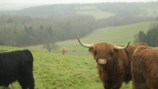 Filmed on a blustery day at the Harewood House estate, Ellen talks us through the Highland cattle and the wider farming approach shaping the land here.

These short films look at how the estate is guiding the land back towards what it once was, using the right livestock for the right terrain and allowing systems to work with the landscape rather than against it. Hardy cattle, able to outwinter on pasture alone, reduce the need for inputs and bring a different kind of balance to the farm.

For chefs, this is where the story begins. The flavour comes later, but it is built here, in the fields, through decisions made over time rather than in a single season.

It is a strong example of thoughtful farming, where lower inputs and careful management can support both the land and a sustainable margin, all driven by a clear intention to make the estate work for nature as much as it does for people.