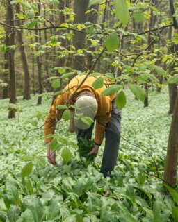 We are reaching the end of our wild garlic sausages, as the season begins to slip away and only the deeper, shaded pockets of woodland still offer the tender leaves we rely on.

It is from these cooler, quieter areas that we are still able to gather what we need, though even here the plants are beginning to turn, and once the flowers arrive, the flavour shifts and our time with wild garlic comes to a close for another year.

As ever, we follow the season rather than stretch it, working with what is left while it is still at its best, which means if you have been enjoying them, or have been meaning to try them, now is the time to cook them or put a few aside for later.

Before long, they will be gone, and we will wait for spring to bring them back again.