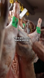 The fallacy of Spring lamb!

When we eat lamb in early April, we aren’t eating the lovely little fluffy things people see hopping about in the fields. In fact, you’re actually eating – or at least you are if you are buying from us – old season lamb. The animals that were born the previous springtime. They are age wise, on the verge of morphing into hogget and, in our opinion, it is lamb at its very best. More flavourful as the meat has developed with age, but still with the tenderness one expects with lamb. 
One thing that is not in doubt is that it pairs perfectly with a lot of the seasonal ingredients of this time of year, the peas, broad beans and courgettes from the continent, plus Jersey royals, asparagus and wild garlic from these shores. 
We have plenty of these wonderful carcasses ageing in our fridges, so embrace the idea of eating last years spring lamb!