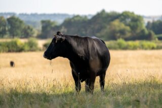 We imagine the estates and farms that resisted the call to rip out their networks of spinneys, copses and shaws, those little pockets of woodland tucked in amongst the fields, are feeling rather grateful this summer of heatwaves.
Shade like this is vital for keeping a herd healthy, as you can see with the wonderful Black Angus @estateharewood. It’s a lovely reminder that small is sometimes best. The focus here is on older, traditional Angus stock, the smaller native breed, managed across tree lined field networks where the grass has been carefully kept long. Those deep root systems are exactly what help it ride out the lack of rain and hold onto some of its nutrients.
This summer, like the last few, will be a big wakeup call for anyone still running the old postwar “bigger is better” playbook, the one that gave us ever larger continental herds and ever larger field systems, with ponds, hedges and snickets torn out to make way. That high input, high output thinking never really went away, but its day is passing. Those who instead took a step back, who slowed down from the same agenda (similar profit in the end) pushed onto so many of our farmers, are the ones who now look genuinely modern.