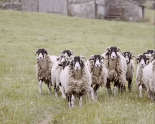 How much does the land shape the flavour? The soil, the minerals, the earth itself? More than you’d think.
Try a piece of Garry Schofield’s hogget next to something off a Texel raised on monoculture and grain, and the difference is right there. The commercial animal is tender enough, but it won’t carry any of that complexity. Garry’s does, and it’s the land that puts it there.
That complexity is what lets you cook simply. When the breed, the farmer and the land have done the work, you don’t need to do much to the meat at all. You just let it speak. That’s the principle we like to cook and eat by, and once you taste it you really do notice the difference, in the flavour, in the fat, in the sheer robustness of it.
So thank you to Garry for keeping this going. Get some in while you can and try something spectacular. Yorkshire Swaledale hogget.