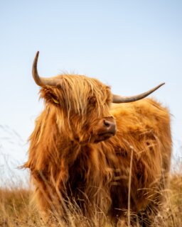 Highland cattle get photographed a lot. They are turned into cuddly toys. But beneath the coat is a hardy animal that can stand the worst of a Yorkshire winter. That is why Andy Lambert grazes them high on the Dales, on rough ground where few other breeds would thrive. They are the one of the few cattle that can turn this hard landscape into rich, delicious beef. It feeds our chefs and home cooks across the country. We are grateful for them, and it is always a pleasure to see them on the tops.